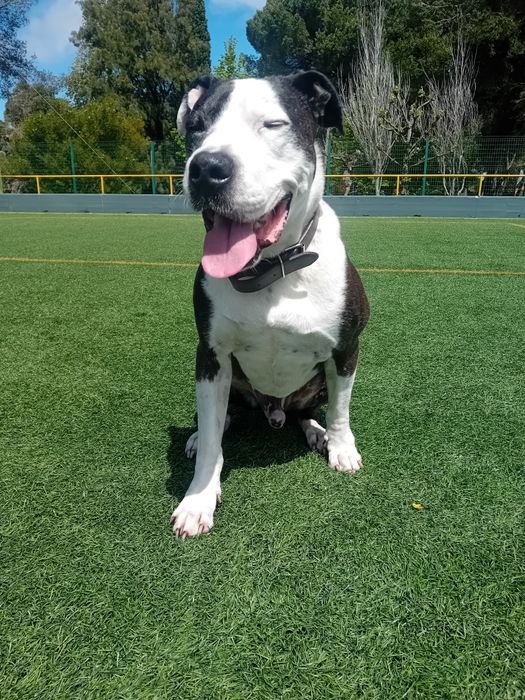 Treinamento, correção e passeio canino