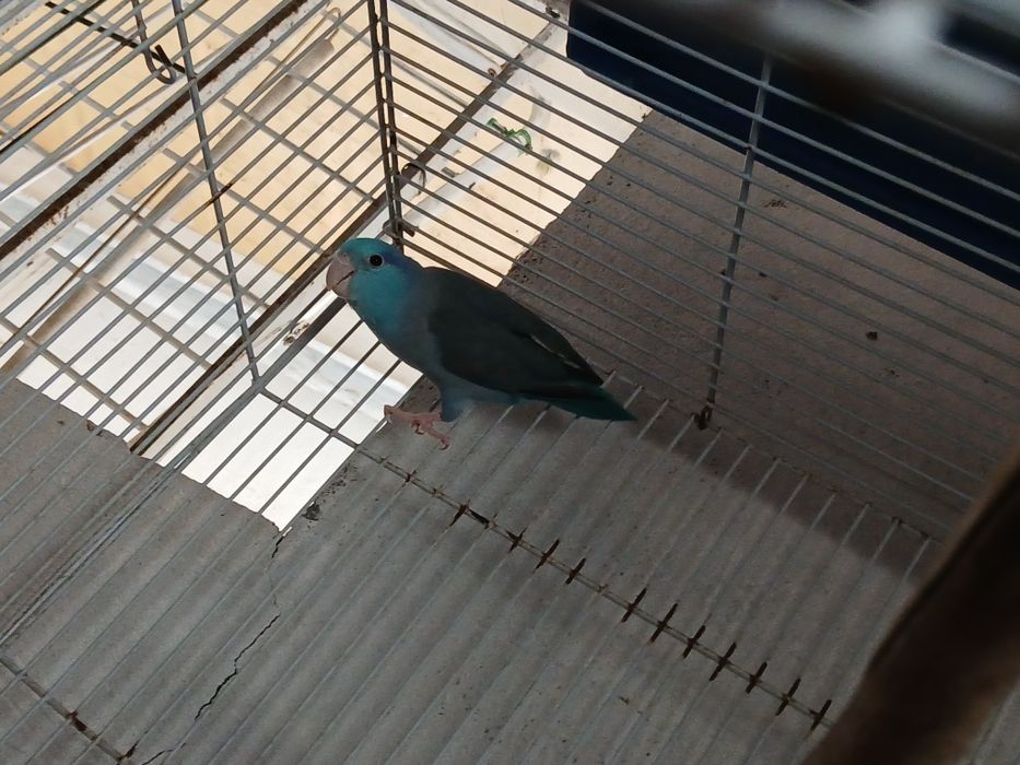 Forpu macho adulto