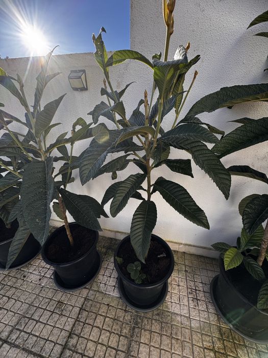 Vendo Nespereira com 2 Anos e meio