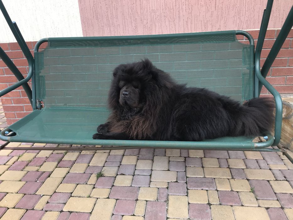 Вʼязка, хлопчик Чау-Чау