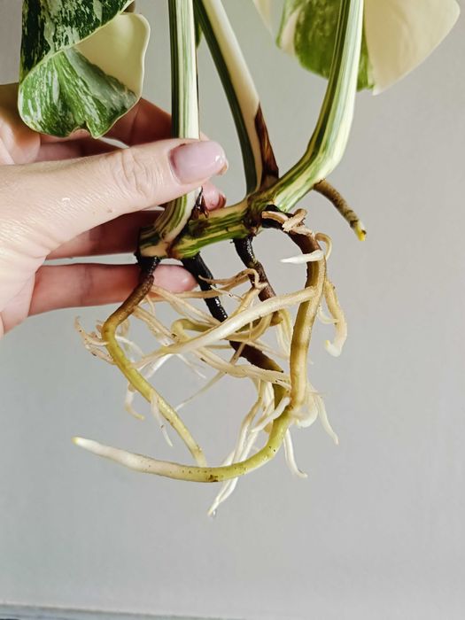 Monstera variegata - sadzonka