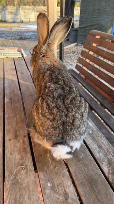 Olbrzym Belgijski Samiec