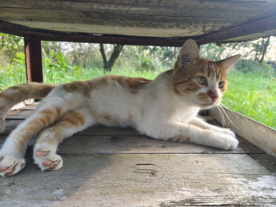 Котик молодий до року