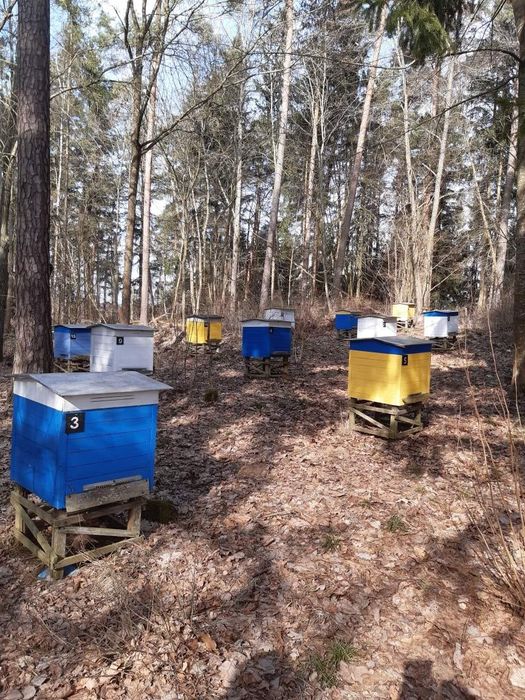 Sprzedam rodziny pszczelarskie