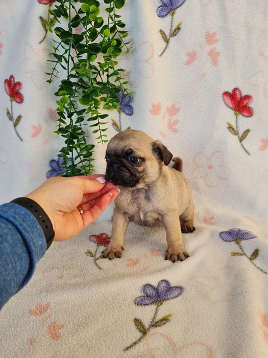 Excelente Pug Carlin beje de Qualidade