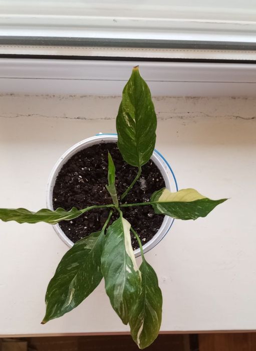 Спатіфілум варієгатний  жіноче ЩАСТЯ женское счастье