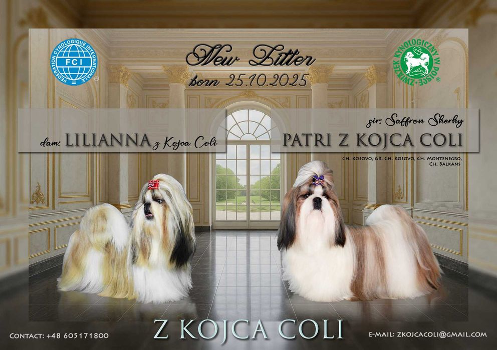 Śliczny piesek shih tzu z rodowodem ZKwP FCI