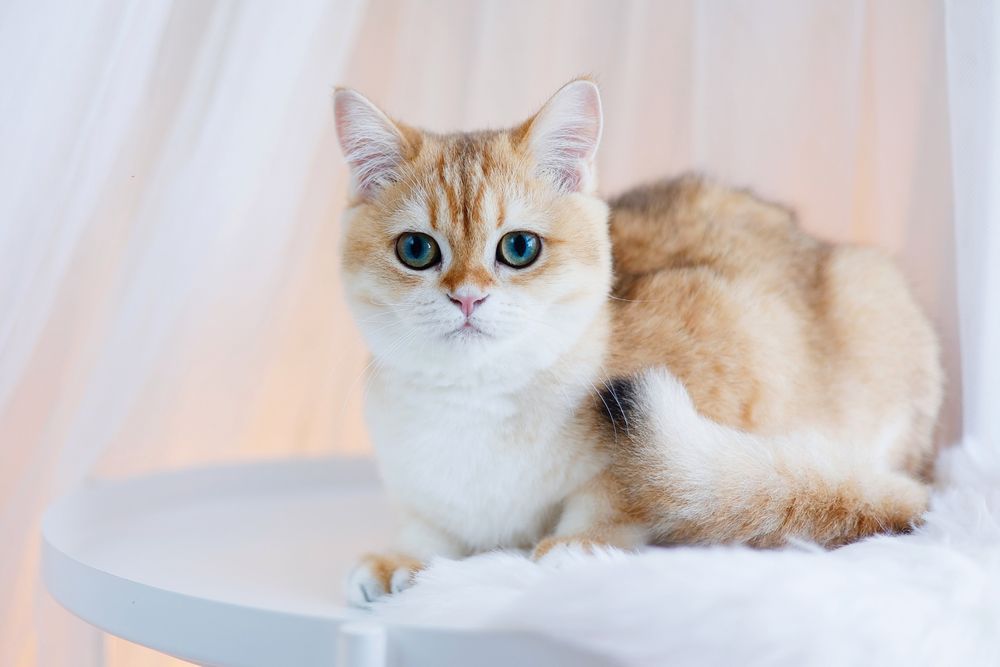 kot szkocki, scottish fold, brytyjski, ragdoll