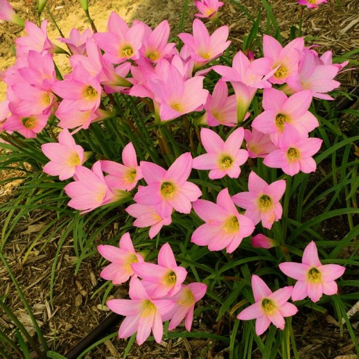 Зефірантес,лікорис і різні другі рослини