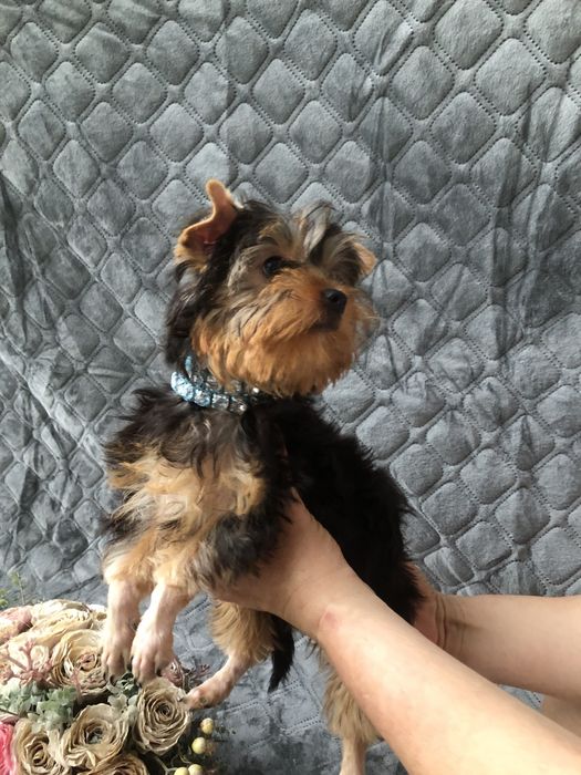 Йорки хлопчики і дівчатка