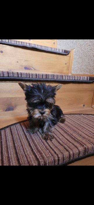 York Yorkshire Terrier