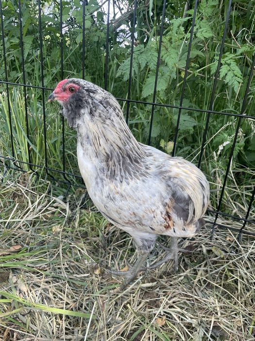 Araucana araukany koguty