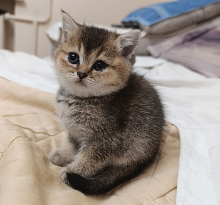 Шотландські котики