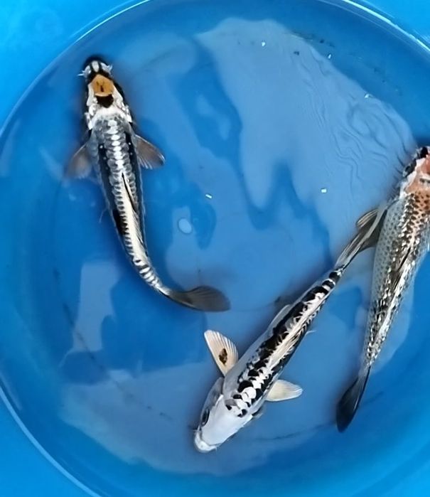 Carpa koi classe A 16 a 18 cm