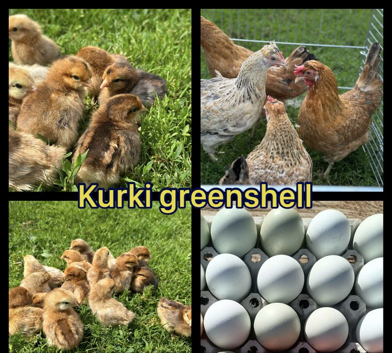 ‼️ Kurki greenshell, rossa, dominant,gołoszyjki, redbro ‼️