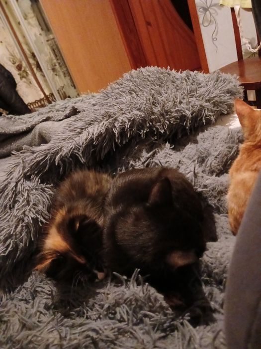 Безкоштовно, в добрі руки кошенята