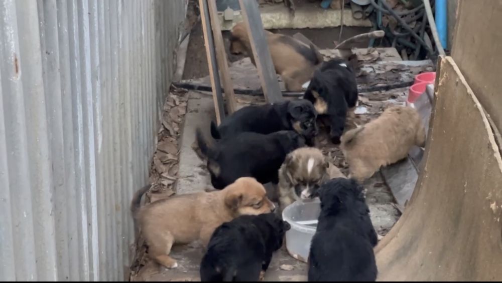 Цуценята безкоштовно