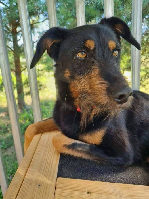 Pieski do adopcji
