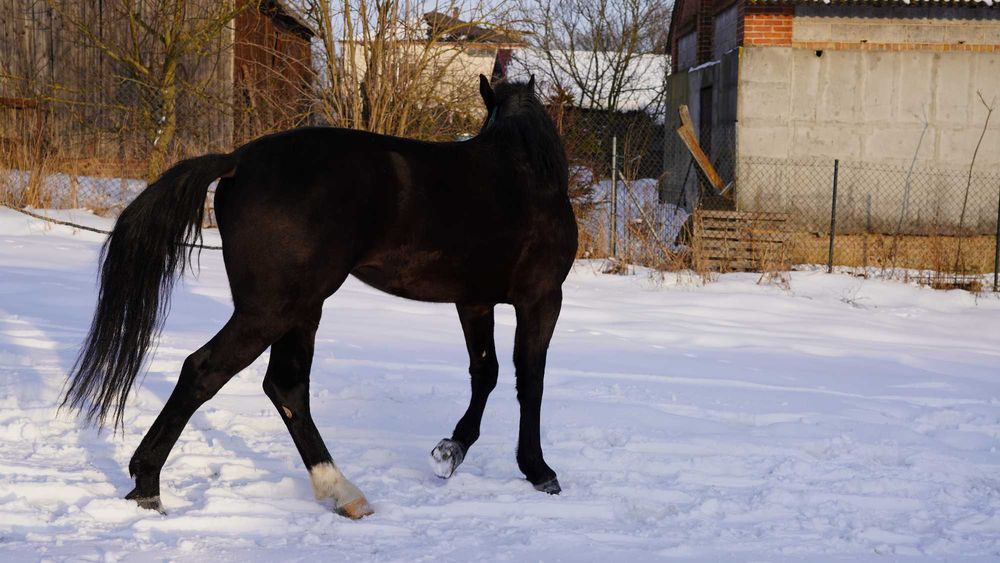 Klacz śląska, 3 lata