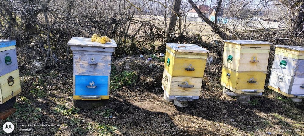 Вулики для бджіл