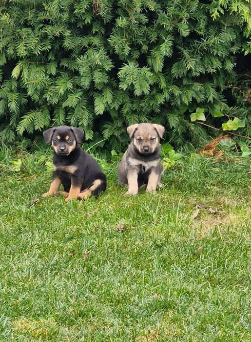 oodam za darmo psiaki