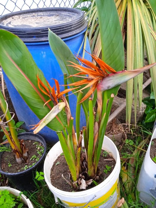 Vendo estrelicias com raiz para transplantar