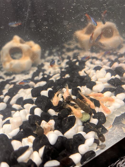 Акваріумні Соми Анцитрус