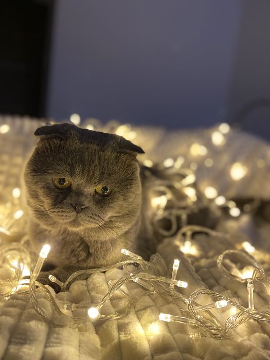 Вʼязка шотландського висловухого котика