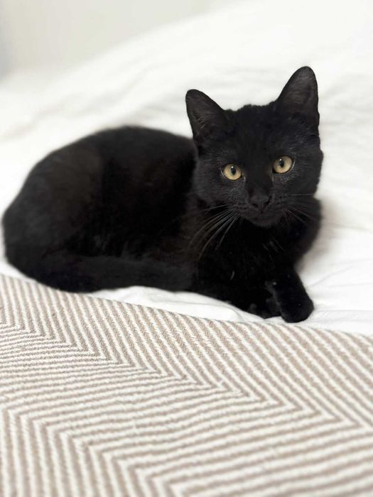 4-miesięczna Luna szuka odpowiedzialnego domu