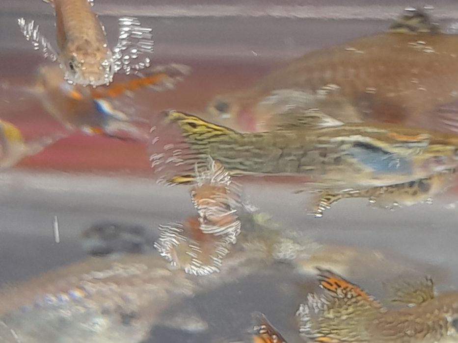 Продж акваріумних рибок гуппі опром і в роздріб