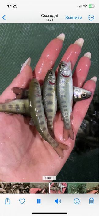 Форель Адаптована до наших умов можна вирощувати ставках