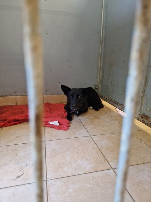 Zostań domem tymczasowym. One bardzo go potrzebują.