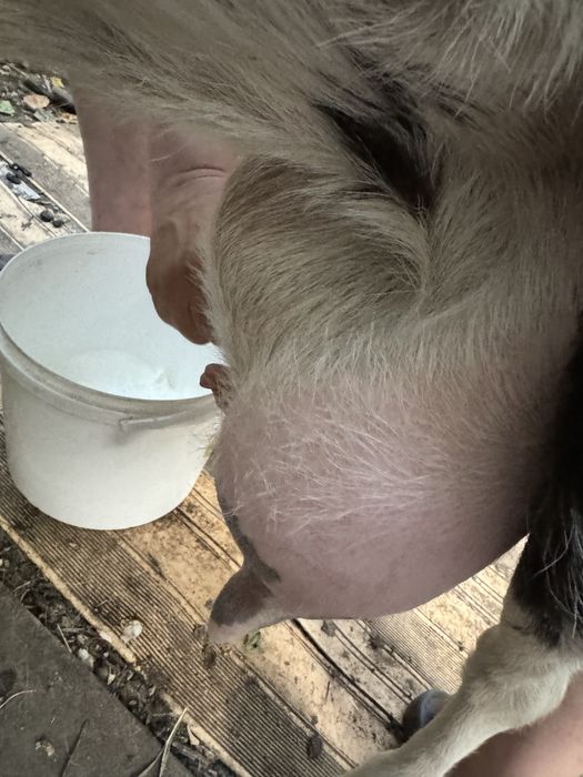 Продам козу и козлят