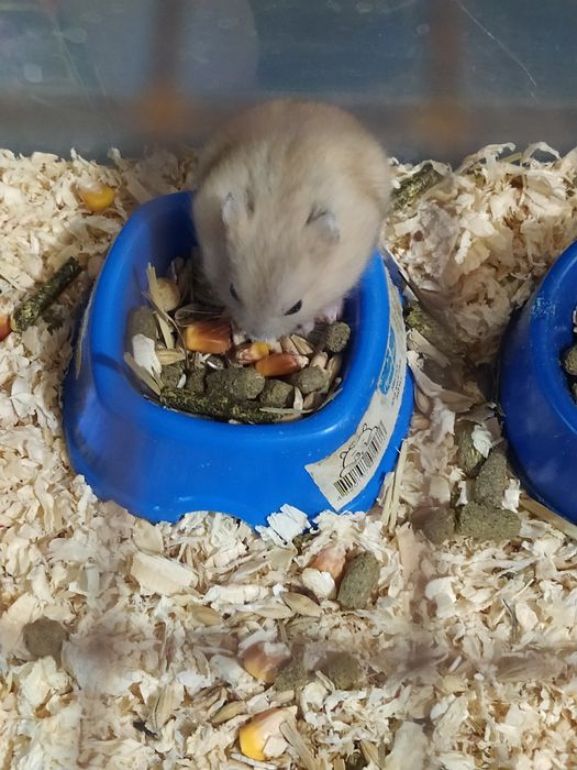 Джунгарские хомячки