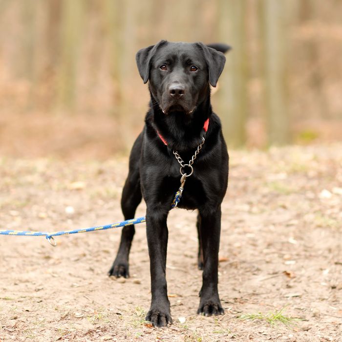 HODOR – młodziutki, wesoły i bardzo energiczny pies w typie labradora