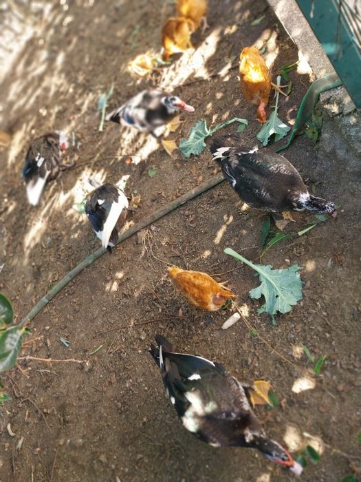 Vende-se 5 patos machos