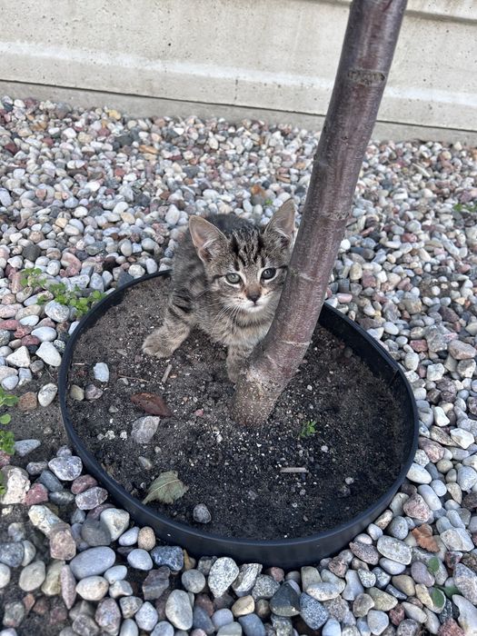 Oddam kotka za darmo