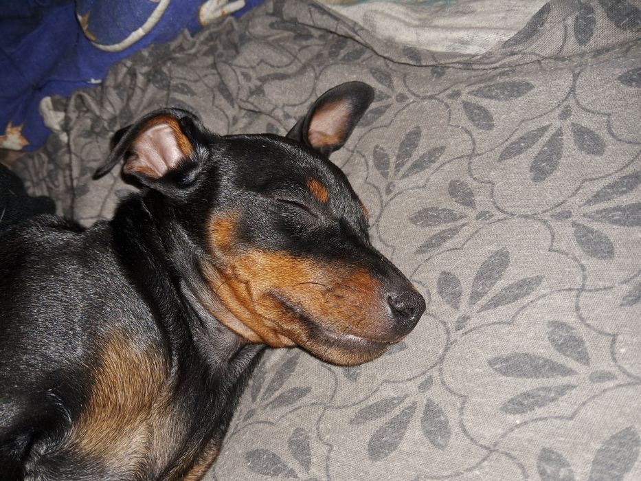 Продам щенков цвергпинчер!