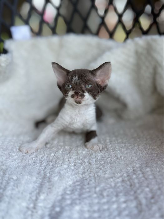 Kotka Devon Rex - Oshi
