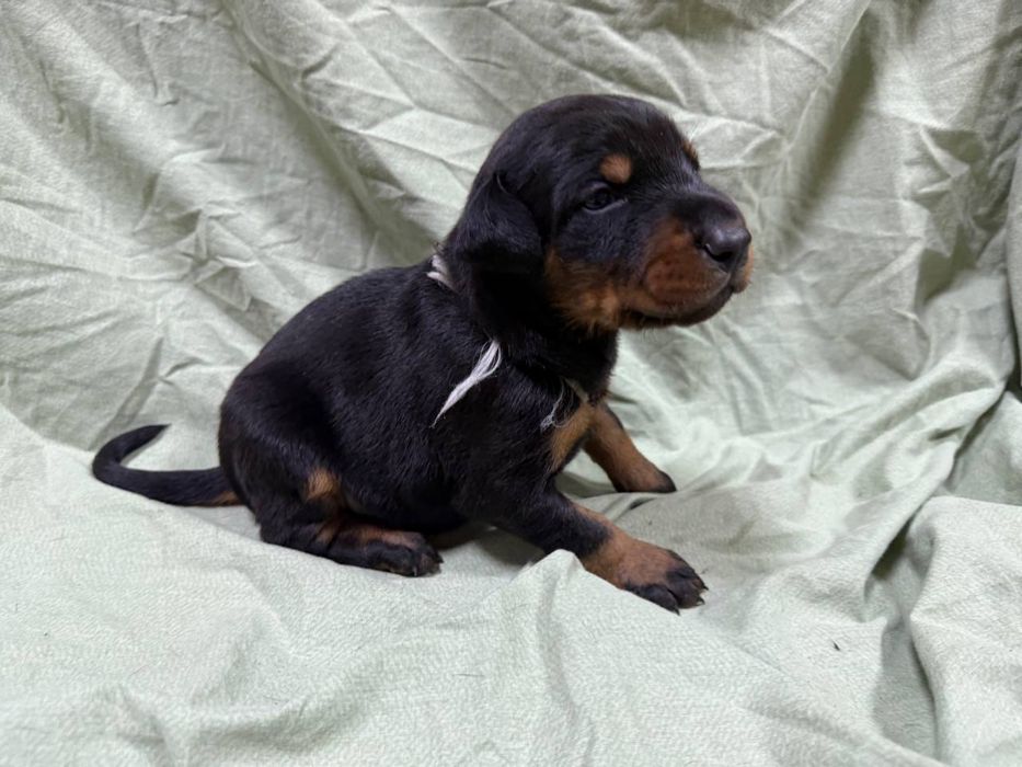 Цуцики добермана