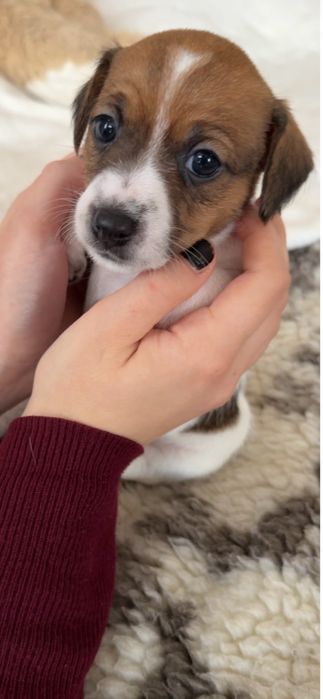 Найкращі малюки Джек Рассел терʼєра