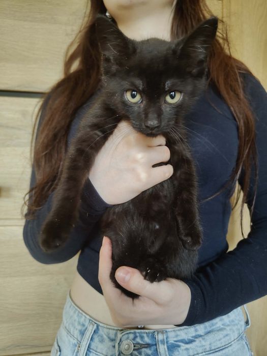 Pchelka do adopcji