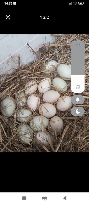 Jaja lęgowe biegusów indyjskich