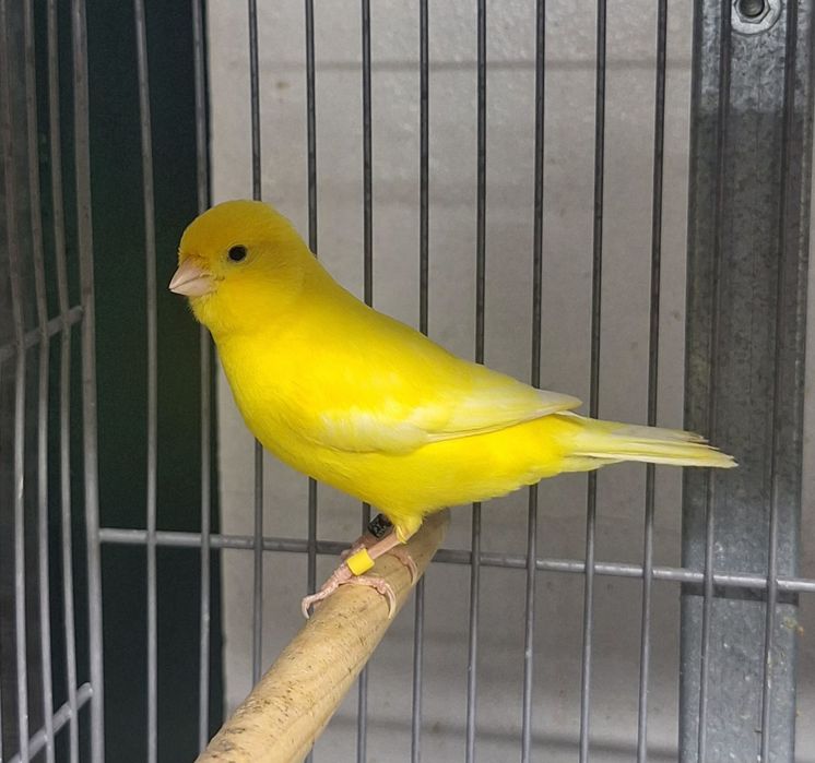 Canários branco recessivo e amarelos