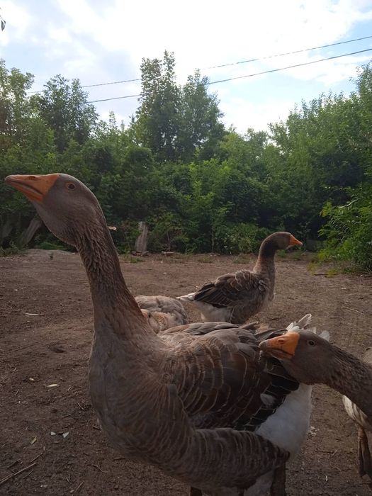 Гуси породы серая украинская четыре штуки