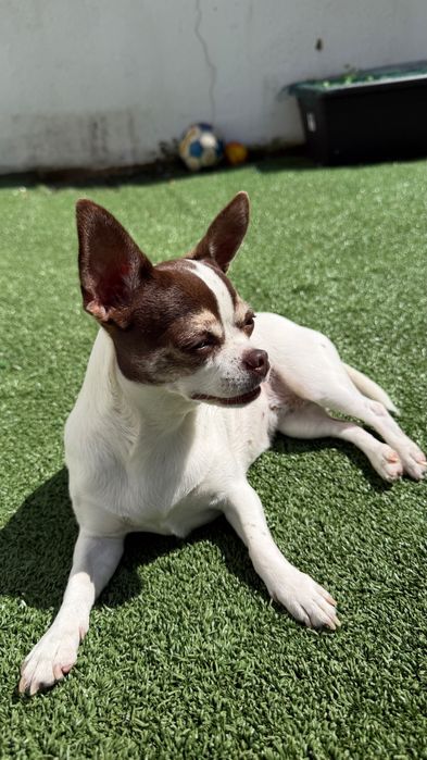 Female Chihuahua Seeking Male – Almada