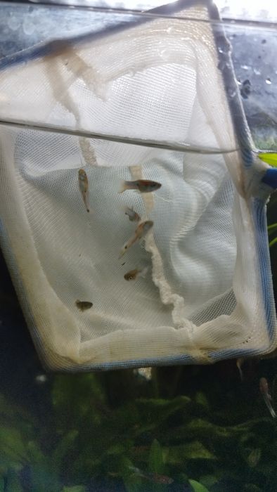 Gupiki endlera blue japan