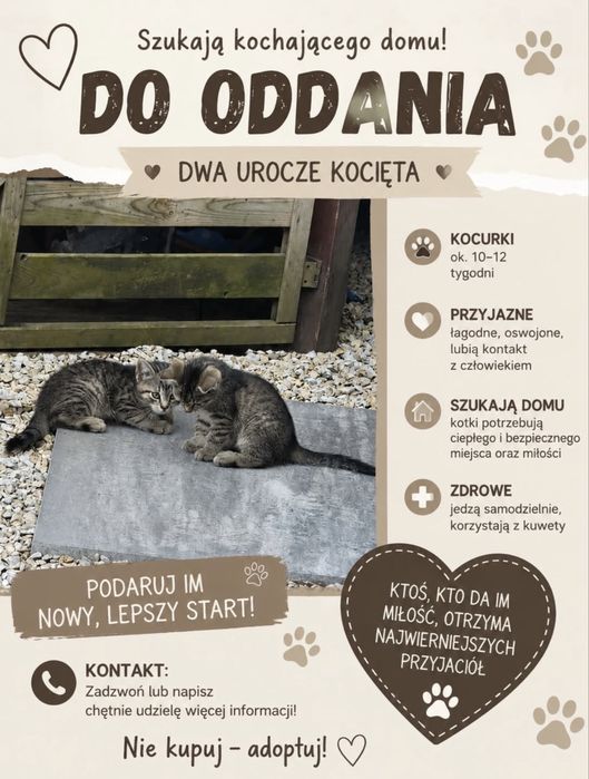 Kotki do oddania