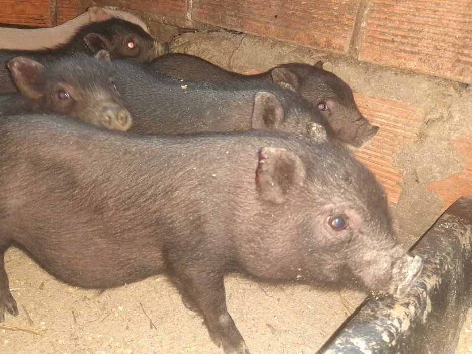 Porcos vietnamitas