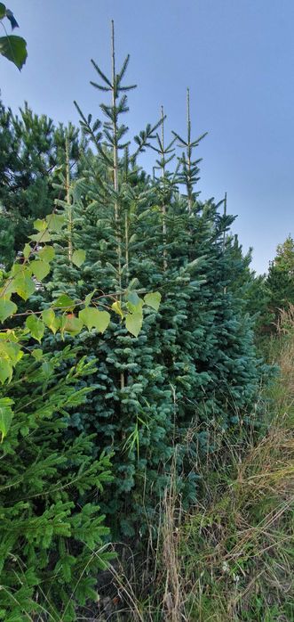 Jodła górska arizońska. Duże drzewa iglaste. Szkółka Jagra Wisznice.